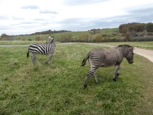 Many exotic animals can be seen at Fort Chiswell Animal Park.