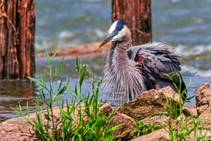 While photographing great blue herons fishing in the Red River near Denison, Texas, George Moore spotted one preening nearby and captured the result.