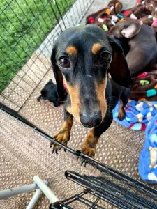 Hendrix checks out the camera.