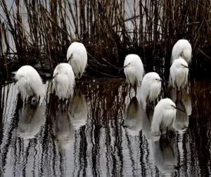 Ginger Robinson found these birds chilling out on a nippy morning walk in South Carolina’s Huntington Beach State Park. 