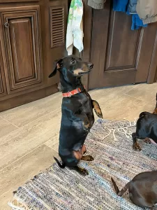 Sadie is the family’s 12-year-old pup.