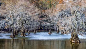 During a motorhome trip late in the year, Becky Waters encountered frosty bald cypresses while overnighting at Caddo Lake State Park in east Texas. 