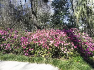 Kanapaha Botanical Gardens is home to many species of flowers, including azaleas.