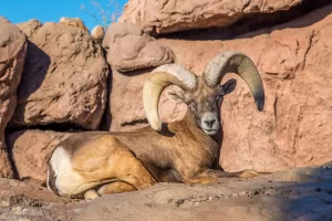 Bighorn sheep are among the residents of the Arizona-Sonora Desert Museum. 