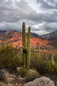 Saguaro cacti thrive at Catalina State Park.