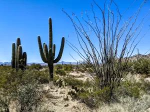 Saguaro cacti and other vegetation fill the desert landscape at Saguaro National Park.