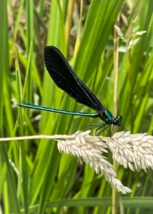 Peggy Taylor Kelly caught sight of this winged visitor during a stay at Cross Creek RV Park in Maggie Valley, North Carolina.