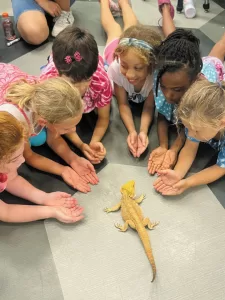 Interactive learning enables an up-close look at wildlife, like this sunburst lizard.