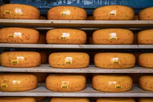 Chippewa County's dairy farms include Marieke Gouda.
