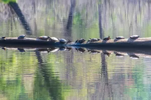 Lake Wissota State Park