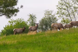 Breaks Interstate Park offers guided elk viewing tours.