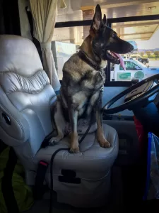 Craig and Debbie Bryan’s new pinch-hit driver, Phoenix, eagerly awaited her maiden voyage aboard the couple’s Tiffin Allegro Bus motorhome after her adoption from Texas-based Sauver Des Chiens dog rescue. 
