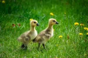 Two Canada goslings look for mama goose at Yellowstone RV Park.