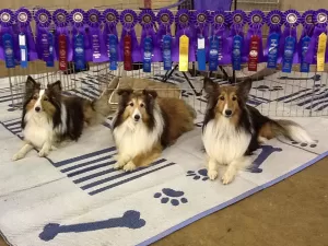 Mr. Shelby, Fiona, and Daphne strike a pose at an NADAC competition.