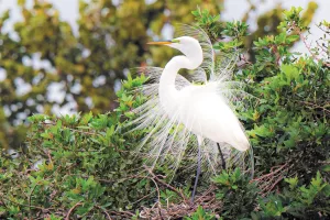 Dick Newbert spied a great egret preening near its nest at Venice Audubon Rookery Park in Venice, Florida. 