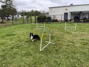 Breanna waits for her next cue at the FMCA Campground dog park. 