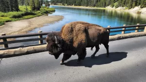 This bison appeared to be on a mission as it trundled across the Fishing Bridge in Yellowstone National Park, passing right beside Gerald Tobey’s RV.