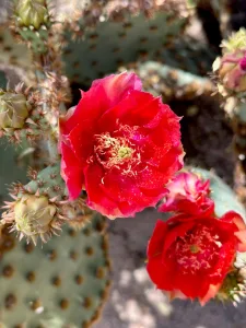 Denise Sinclair caught the vibrant blooms of a prickly pear cactus in Tucson, Arizona.