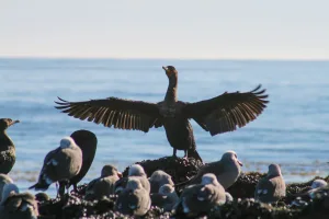 A cormorant stretched within sight of Chelle Feldman and her camera at Carpinteria State Beach in California.