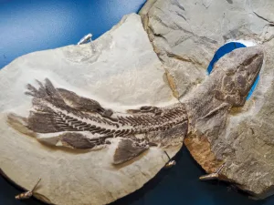 Parc National de Miguasha