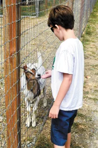 Meeting farm animals up close may be a new experience for city kids.