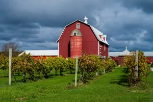 Lautenbach’s operates a market and bakery, and offers wine and cider tastings.