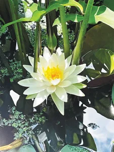 While camping with their grandsons on Solomons Island in Maryland, Larry and Brenda Bell spied this beautiful water lily along the walk to Calvert Cliffs State Park.