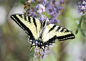 Catherine Jackson captured the intricate markings of a tiger swallowtail in Capitan, New Mexico.