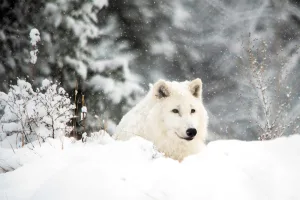 In Kamloops, BC Wildlife Park and its partners provide rescue and rehabilitation for at-risk wildlife, including the arctic wolf.