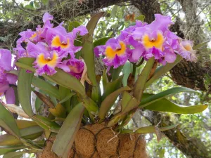 Orchids are among the featured blooms at the Port St. Lucie Botanical Gardens.