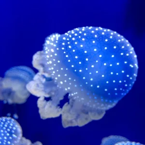 The Florida Aquarium in Tampa houses countless creatures from land and sea, including these translucent jellyfish photographedby Ronald Parsons.