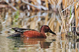 Kayaking provides a quiet perspective for pursuing nature photography.
