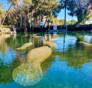 In this photo from Marty Johnson, manatees relax in the still waters of a spring in Crystal River, Florida. 