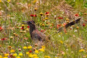 George Moore caught sight of a greater roadrunner hunting among the wildflowers in Caprock Canyons State Park, in the Texas Panhandle.
