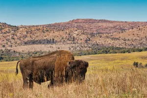 A revitalized bison population inhabits the refuge.