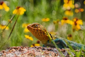 An eastern collared lizard, or “mountain boomer,” suns itself.