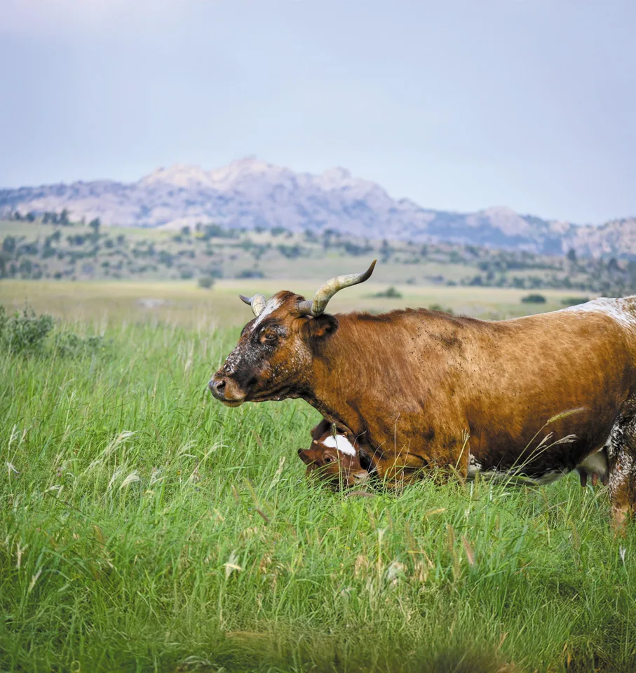 Wichita Mountains Wildlife Refuge