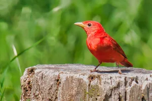 The male summer tanager is known for its vibrant red plumage.