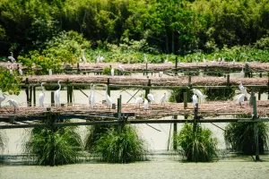 Egrets roost at the Bird City sanctuary, located in Jungle Gardens.