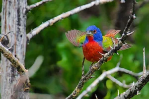 The male painted bunting sports a kaleidoscope of color.