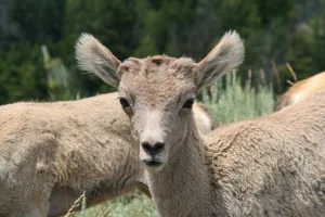 While Jeff Engel photographed Yellowstone’s abundant wildlife, including a herd of bighorn sheep, this inquisitive youngster came up to investigate — no telephoto lens needed.