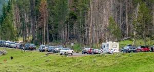 A young bison causes a Yellowstone traffic jam.