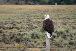 While taking in the scenery on a drive around Riverside, Wyoming, Matthew Potter encountered this majestic eagle perched not far from the road. 