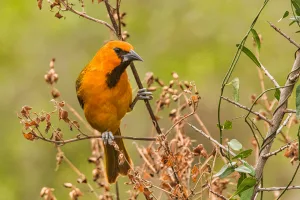 The National Butterfly Center is home to the Altamira oriole.