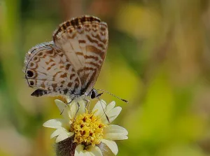 The Cassius blue also frequents the National Butterfly Center. 