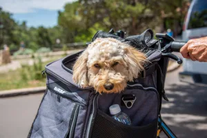 To determine how portable a dog may be, evaluate your lifestyle, activities, and your pup’s temperament, among other factors.