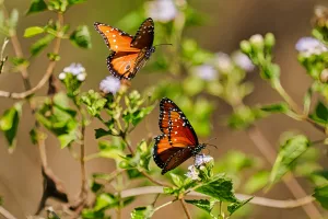 The National Butterfly Center attracts queen butterflies.