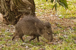 Bentsen-Rio Grande Valley State Park provides habitat for the collared peccary, commonly known as the javelina.
